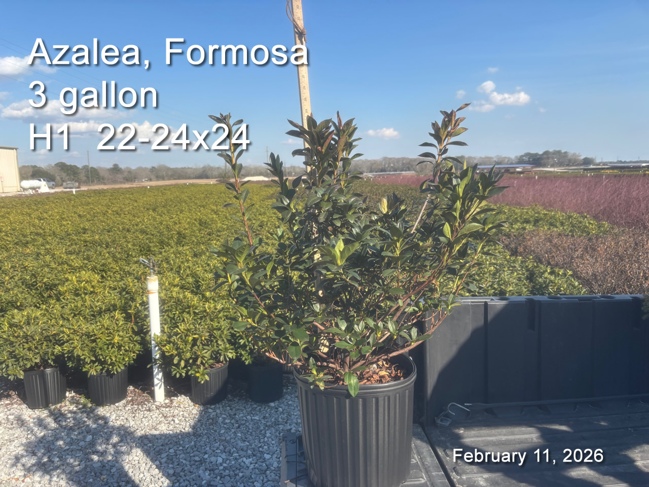 gallery/form3 h1 feb11.jpg